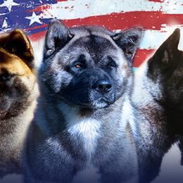 Akita from Aces-Up Akitas