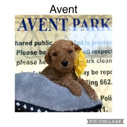 Goldendoodle Puppies from Quentin Brewer