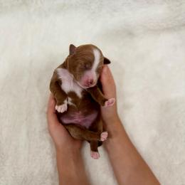 Kit Kat - Red  male Goldendoodle puppy in Rio Linda, California from Plush Doodles