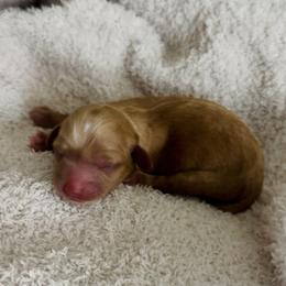 Cockapoo Puppies from Gabi's Tiny Tails of Saginaw