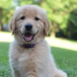 Goldendoodles and Golden Retrievers from Top of the Hill Goldens