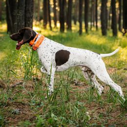 Maverick - German Shorthaired Pointer