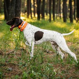 Maverick - German Shorthaired Pointer
