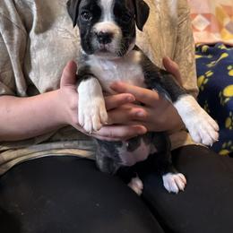 Liberty - Brindle female Boxer puppy in Taft, Tennessee from Hillbillie Boxers