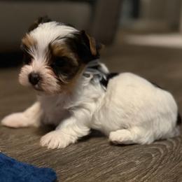 Yorkie Boy Full Parti Color - Parti male Yorkshire Terrier puppy in Summerville, South Carolina from Our Yorkie and Morkie Puppies of Summerville, South Carolina.