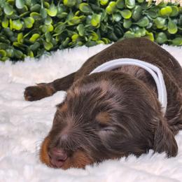 Ms.Willow - Chocolate and tan female Dachshund puppy in Jackson, Tennessee from BlackPine Kennels
