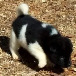 Akita Puppies from Mizuki Akita LLC.