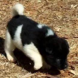 Akita Puppies from Mizuki Akita LLC.