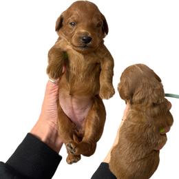 Loretta Lynn - Red  female Goldendoodle puppy in Hot Springs, Arkansas from Hot Springs Kennels