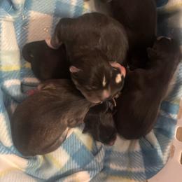 Aura - Agouti and white female Siberian Husky puppy in London, Ohio from Rose Trail Siberian’s