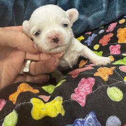 Bella Dolce Boy 3 - White male Maltese puppy in Phoenix, Arizona from Bella Dolce Maltese