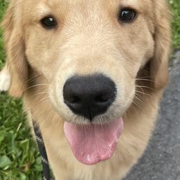 Azzaro - Golden male Golden Retriever puppy in New York Mills, New York from Nevani Goldens & Siberians