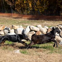 Beauceron puppies from Jalbert Beaucerons