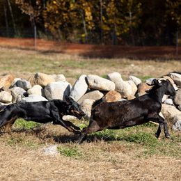 Beauceron puppies from Jalbert Beaucerons