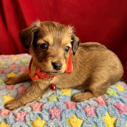 Prague Ratter Puppies from North Star Gem’s Prague Ratters