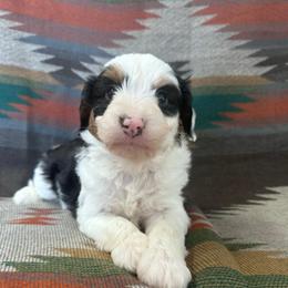 Alan - Black and white male Aussiedoodle puppy in Lebanon, Missouri from Kaitlen's Doodle Pups