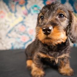 Dachshund Puppies from Shining A Lowriders & Co.
