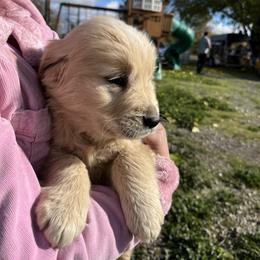 Goldendoodle and Golden Retriever Puppies from PuppyBlossom
