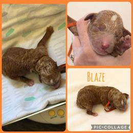 Blaze - Red  male Poodle puppy in Mount Vernon, Illinois from AMC Poodles