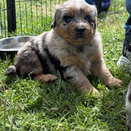 Oreo - Blue merle female Miniature Australian Shepherd puppy in Medical Lake, Washington from MAS Gone Rogue