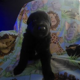 Hrafn (raven) - Black male German Shepherd puppy in Blackfoot, Idaho from Pheonix Farm