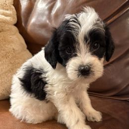 Snow White - Black and white female Bernedoodle puppy in Churchill County Fallon, Nevada from Card Family Ranch