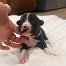 Lo'ak - Black and white male Border Collie puppy in Taylor, Arizona from Vowell Farm Border Collies