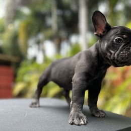Jacks - Tricolors French Bulldog puppy in Florida from Dade Fire Frenchies