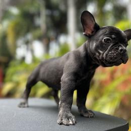 Jacks - Tricolors French Bulldog puppy in Florida from Dade Fire Frenchies