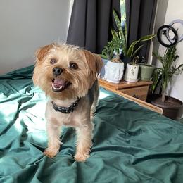 Penny - Yorkshire Terrier
