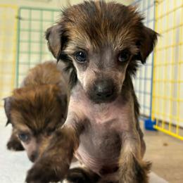 DaoDog Quasar X-ray - Palomino male Chinese Crested puppy in Highland Park, Michigan from Family Kennel Dao Dog