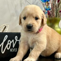 Quinn - Light golden female Golden Retriever puppy in Doniphan, Missouri from Stockford’s Golden Retrievers