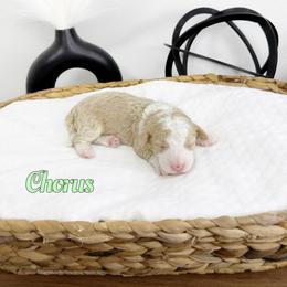 Chorus - Red male Bernedoodle puppy in Mount Vernon, Missouri from PoodlelyDoodlely