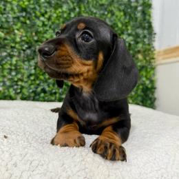 Jacob - Black and tan male Dachshund puppy in Santee, California from roxiesminidoxies1