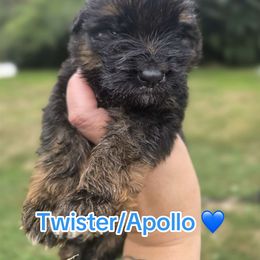 Twister - Apollo - Black and red male German Shepherd puppy in Coplay, Pennsylvania from WSK9 By My Side