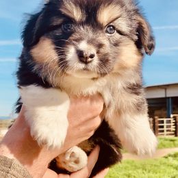 Pembroke Welsh Corgi Puppies from Boehm’s Pembroke corgis