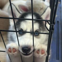 Delita - Black and white male Siberian Husky puppy in Bangs, Texas from Final Siberians