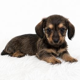 Winnie - Wild boar female Dachshund puppy in Desloge, Missouri from Snows Doxies