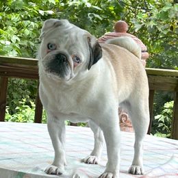 Violet - Pug