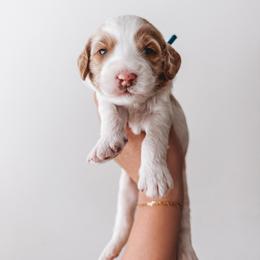 Brooks (Blue Collar) - Parti male Goldendoodle puppy in Beaverton, Oregon from Henry Elliots