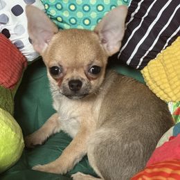 Liza - Fawn female Chihuahua puppy in Allentown, Pennsylvania from Tsunami Cockers & Chihuahuas