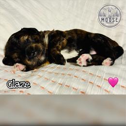 Glaze - Sable female Bernedoodle puppy in Belleville, Michigan from Moose Tracks Bernedoodles