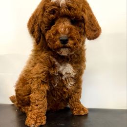Blue collar male - Red  male Poodle puppy in Henefer, Utah from Mountain Valley Poodles