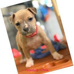 Female B - Blue fawn female American Pit Bull Terrier puppy in Pensacola, Florida from Alpha Alliance Kennels