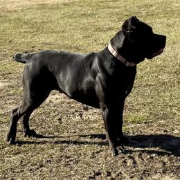 Arson - Cane Corso