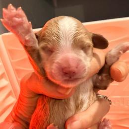 Boy 3 - Red  male Goldendoodle puppy in Knoxville, Tennessee from Graystone Doodles