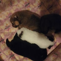 Pomeranian Puppies from Pom