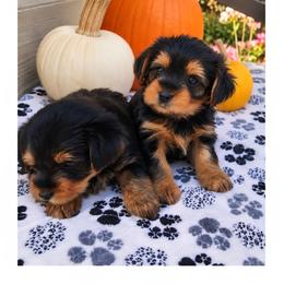 Bramble - Black and tan male Yorkshire Terrier puppy in North Huntington, Pennsylvania from Charz Dollz