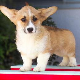 Green collar - Red male Pembroke Welsh Corgi puppy in Caliente, California from Rafter Cross 7