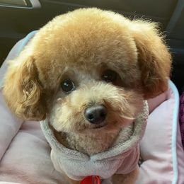 Rukawa - Poodle